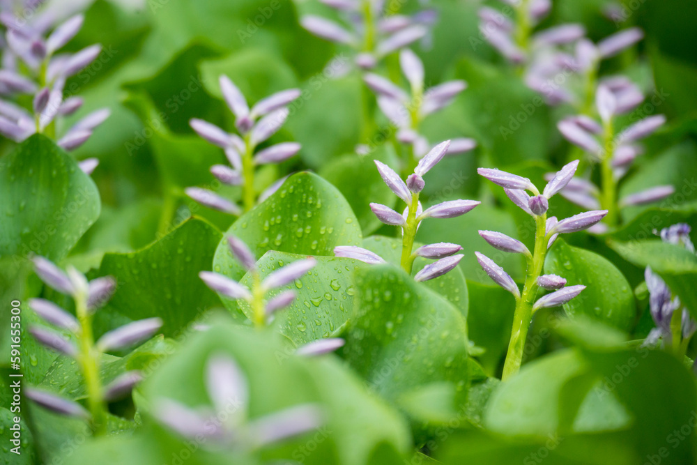 Close-up of flowering plants with water droplets; Samoan Islands Close-up of flowering plants with water droplets; Samoan Islands