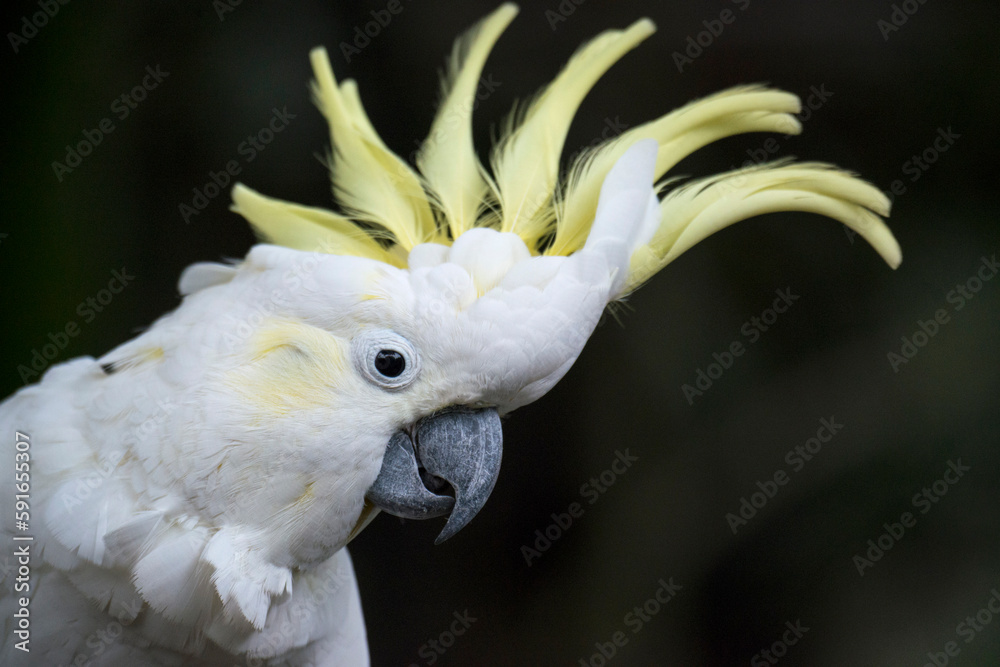 Portrait of a Sulphur-crested cockatoo (Cacatua galerita); Port Douglas, Queensland, Australia Portrait of a Sulphur-crested cockatoo (Cacatua galerita); Port Douglas, Queensland, Australia