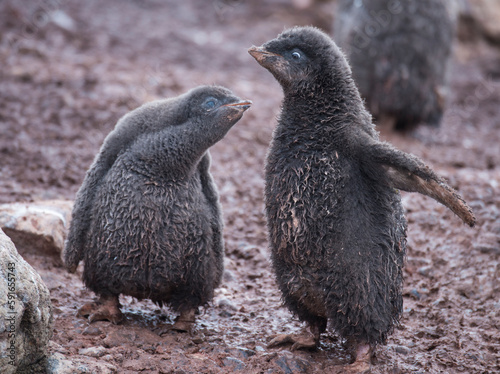 Pair of Adelie penguin chicks (Pygoscelis adeliae) with dirty plumage; Antarctica