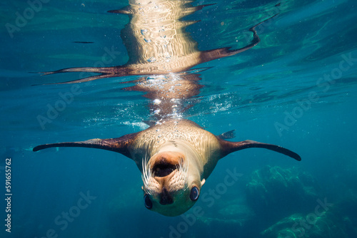 Sea lion swimming upside down in the blue ocean water, off Isla Los Islotes; Baja California, Mexico photo