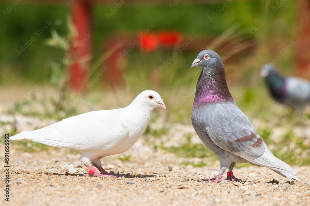 two pigeons on the ground, one of them albino two pigeons on the ground, one of them albino