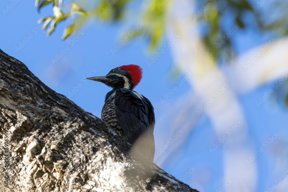 Fototapeta premium 木の枝にとまるシマクマゲラ