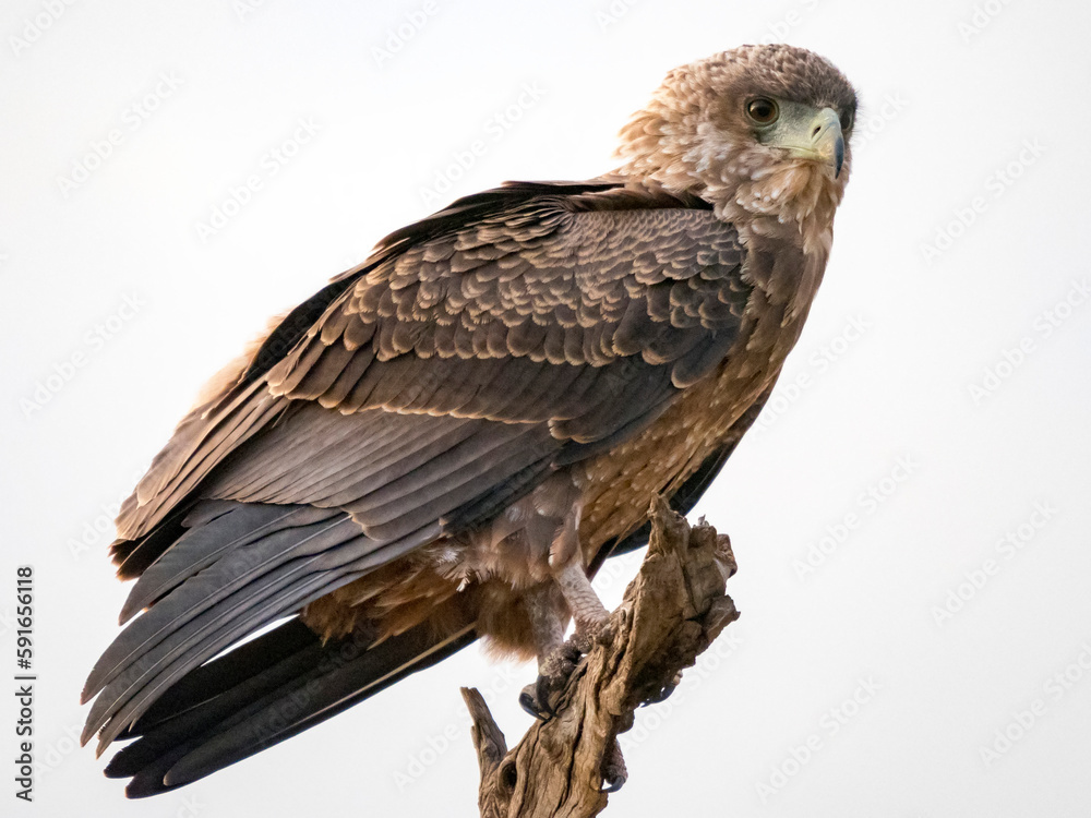 Close-up portrait of a young African bateleur eagle (Terathopius ecaudatus) perched on a branch; Kogatende, Serengeti National Park, Tanzania
