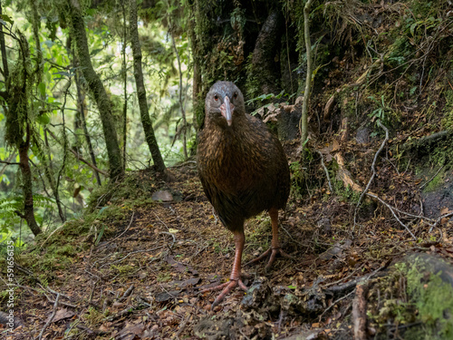 Adult Weka (Gallirallus australis), an endemic flightless bird, at a wildlife rescue shelter; Milford Sound, Milford Track, South Island, New Zealand photo