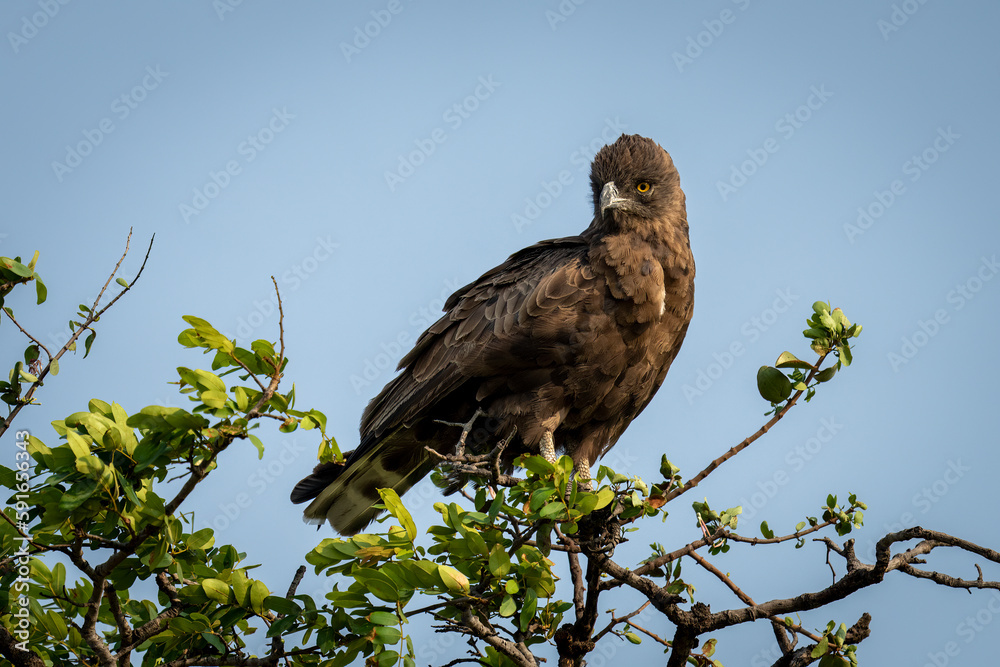 Brown snake eagle (Circaetus cinereus) looks down from treetop in Chobe National Park; Chobe, Botswana Brown snake eagle (Circaetus cinereus) looks down from treetop in Chobe National Park; Chobe, Botswana