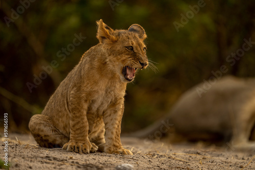 Lion cub (Panthera leo) sits yelping on sandy ground in Chobe National Park; Chobe, Botswana photo