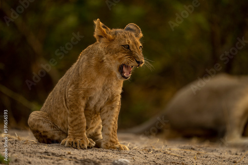 Lion cub (Panthera leo) sits yelping on sandy ground in Chobe National Park; Chobe, Botswana