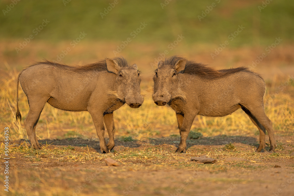 Two Common warthogs (Phacochoerus africanus) stand turning towards camera in Chobe National Park; Chobe, Botswana Two Common warthogs (Phacochoerus africanus) stand turning towards camera in Chobe National Park; Chobe, Botswana