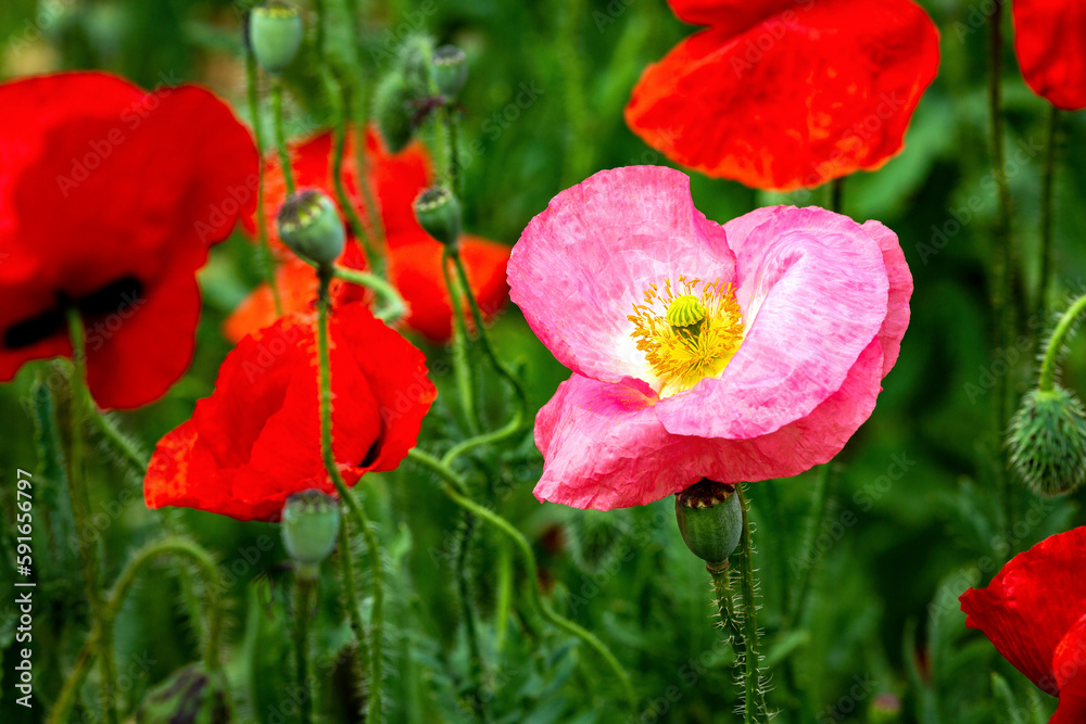 Close up of a pink poppy among red poppies (Papaveroideae); Calgary, Alberta, Canada Close up of a pink poppy among red poppies (Papaveroideae); Calgary, Alberta, Canada
