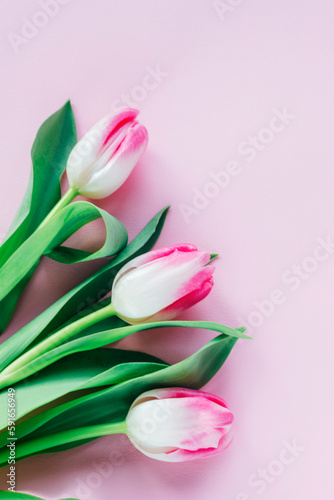 Fototapeta Naklejka Na Ścianę i Meble -  Three tulip flowers on pink background. Spring concept, greeting card. Top view, flat lay