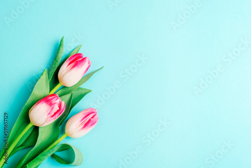 Fototapeta Naklejka Na Ścianę i Meble -  Three tulip flowers on blue background. Spring concept. Top view, flat lay, copy space
