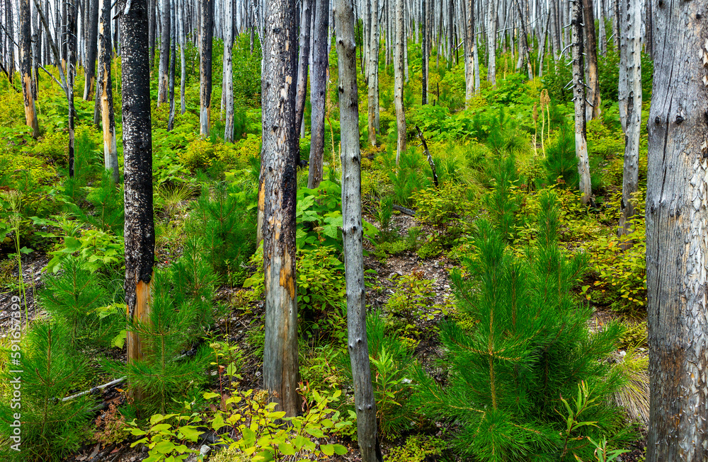 Burned trees with with a lush green undergrowth, Waterton Lakes National Park; Waterton, Alberta, Canada Burned trees with with a lush green undergrowth, Waterton Lakes National Park; Waterton, Alberta, Canada