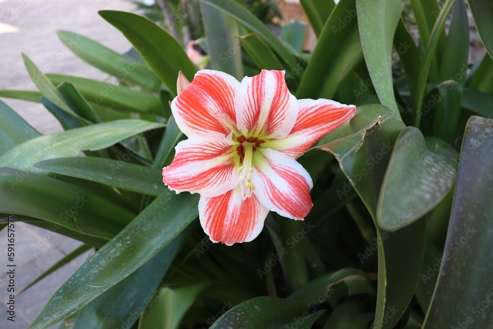 Obraz premium Pink flower in spring