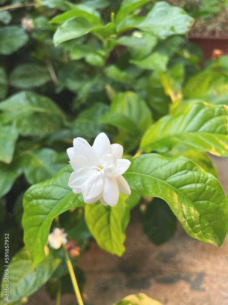 Beautiful of jasmine white flowers with leaves Beautiful of jasmine white flowers with leaves