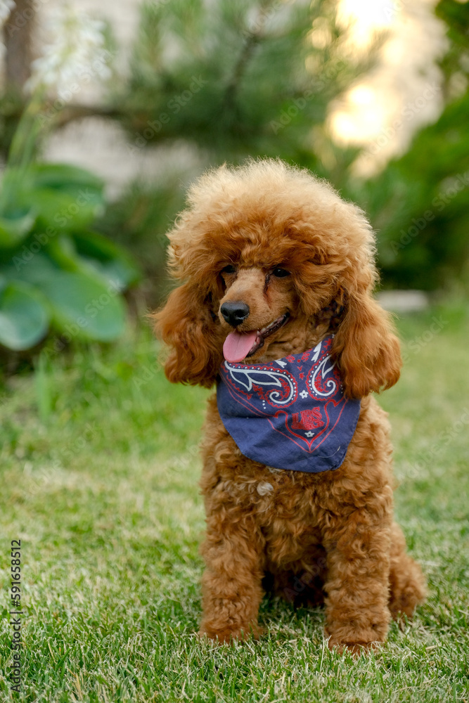 A brown poodle puppy sits in the yard on the grass in the summer in a cowboy hat and scarf. Cowboy poodle costume for Halloween.