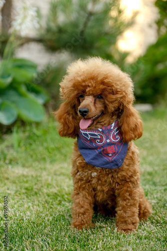 A brown poodle puppy sits in the yard on the grass in the summer in a cowboy hat and scarf. Cowboy poodle costume for Halloween.