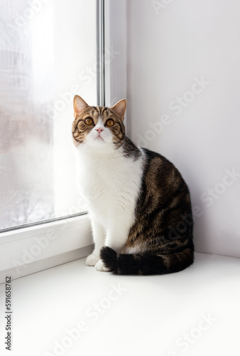 Сute tabby cat sits on a winter windowsill. Pets vertical banner. Selective focus, copy space