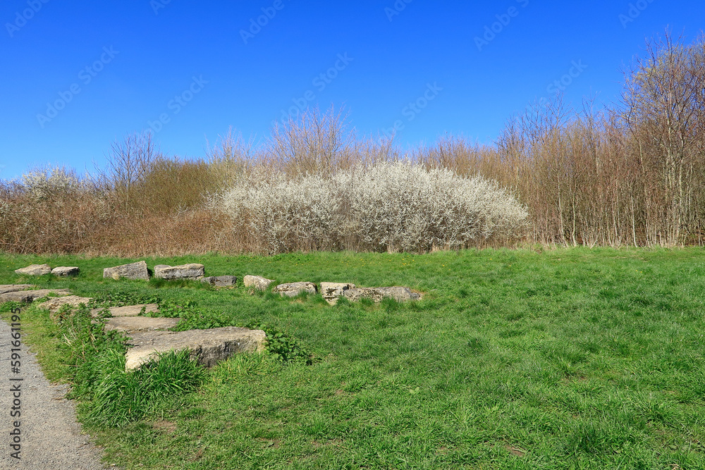 Obraz premium A colourful and picturesque woodland landscape with a small wall of stones in the foreground