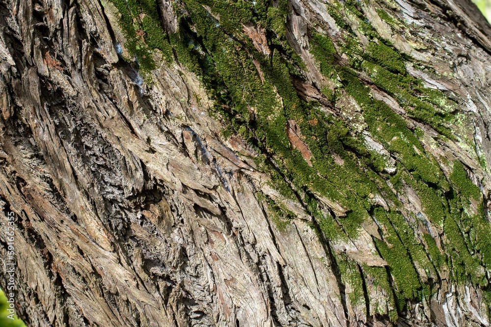 old tree texture with recesses and volume, to use as a background old tree texture with recesses and volume, to use as a background