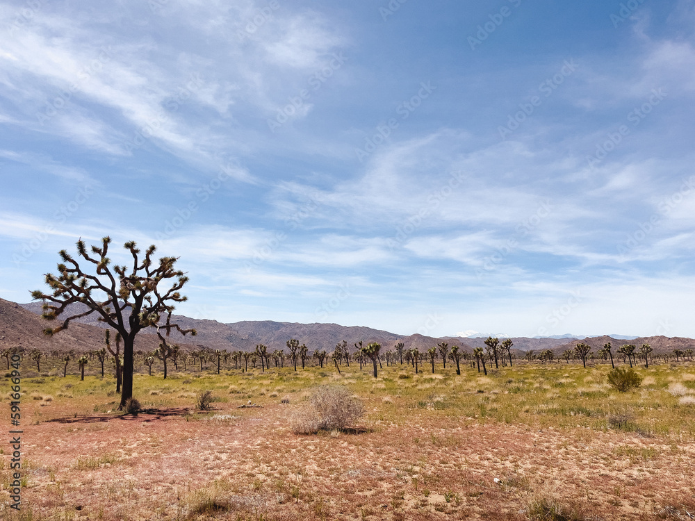 Joshua tree in desert in california with mountains in the distance on a spring day