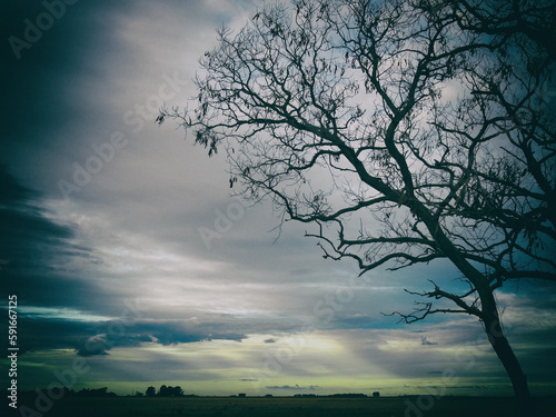 tree at sunset