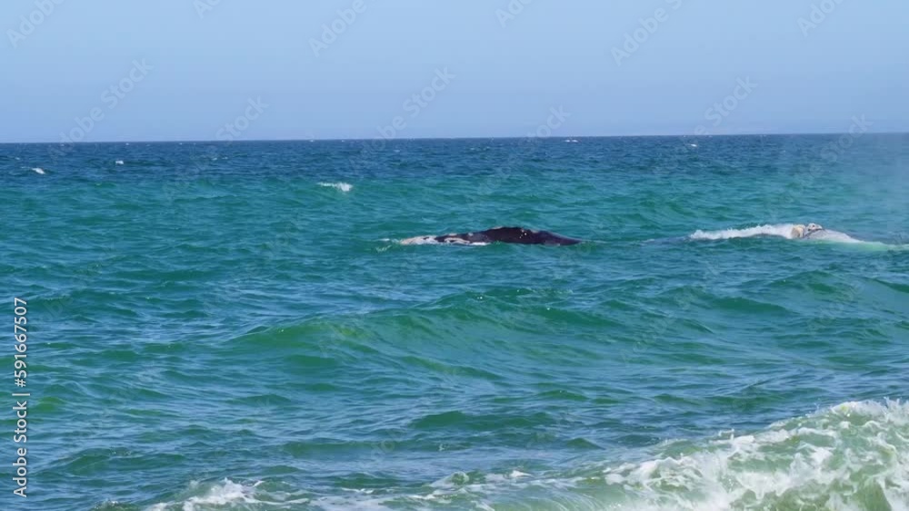 Southern right whale seen from a drone in the southern Argentine sea Southern right whale seen from a drone in the southern Argentine sea