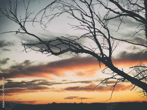 tree in the sky
