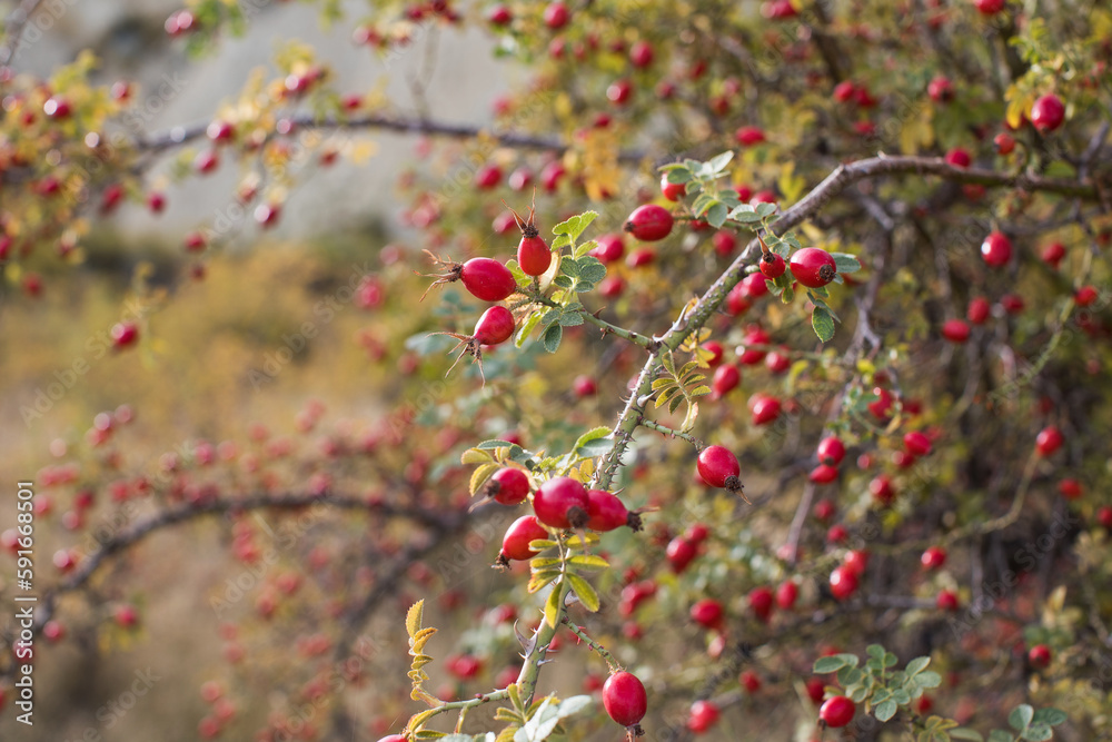 Obraz premium Rosehip fruits on a branch in a soft light. Rosehip bush. Selective focus