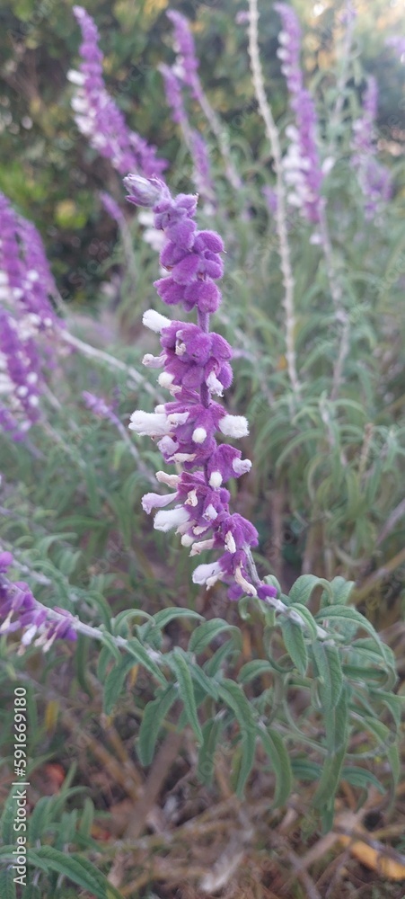 Obraz premium flowers in the garden