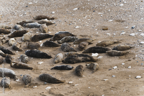 Colony of seals resting on the North Sea coastline of Flamborough Head. High quality photo © PoppyPix