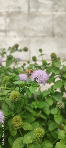 bee on mints 