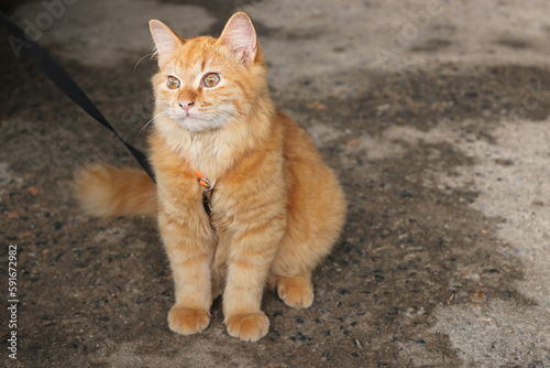 Cute orange tabby cat on a leash. © Siriporn