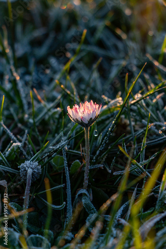 Gänseblümchen in der Früh
