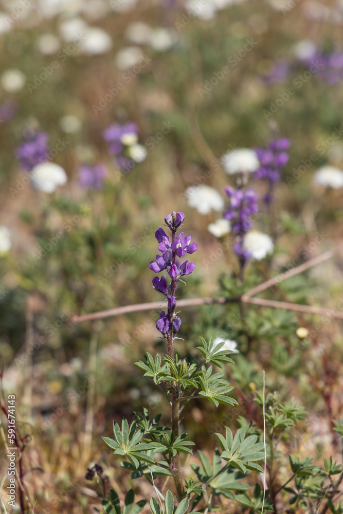 Purple Lupines and white wildflowers in the desert Purple Lupines and white wildflowers in the desert