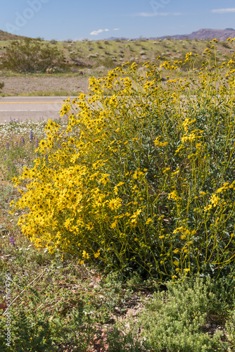 Yellow flowering Brittlebush in the desert photo