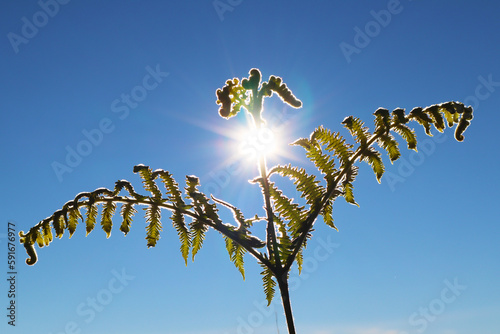 Fern plants in front of bright sunlight
