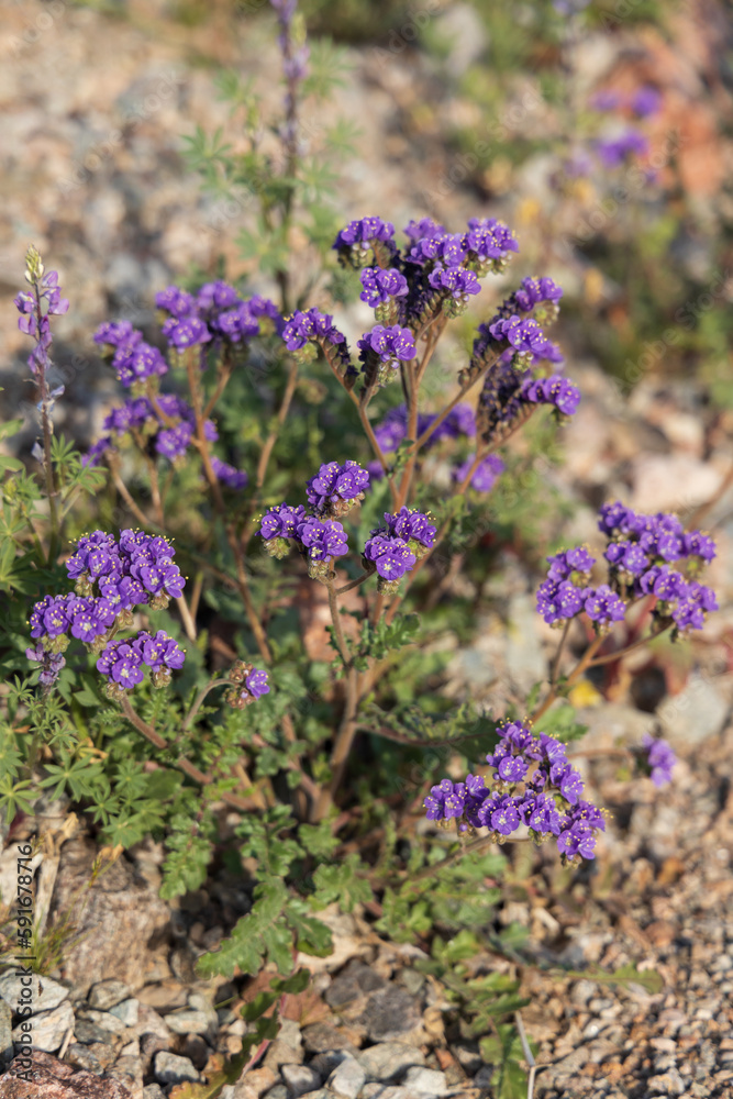 Obraz premium Phacelia Crenulata, purple wildflowers in the desert
