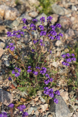 Phacelia Crenulata, purple wildflowers in the desert
