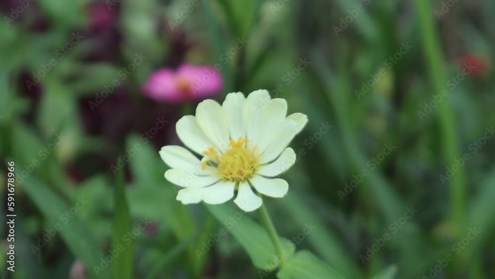 Common Daisy Flower, With White Petal, Yellow Stamens, and Green Leaves. Swaying in The Wind. Bokeh blur background. Common Daisy Flower, With White Petal, Yellow Stamens, and Green Leaves. Swaying in The Wind. Bokeh blur background.