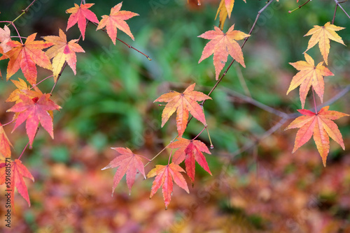 秋の濡れた紅葉