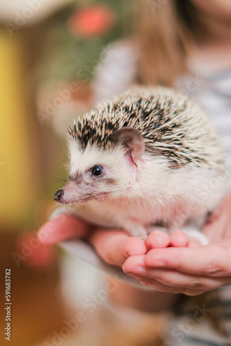 Hedgehog in the hands on a blurred room background.Communication between children and animals. Child and pet.African pygmy hedgehog.