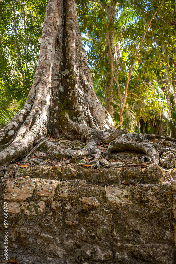 Ancient mayan ruins of Chacchoben in the jungle near the cruise terminal at Costa Maya.