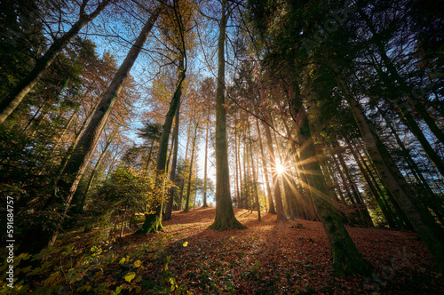 Fototapeta Naklejka Na Ścianę i Meble -  Sonnenlicht flutet durch den bunten Herbstwald. Spektakuläre Weitwinkel-Aufnahme mit emporragenden Bäumen.