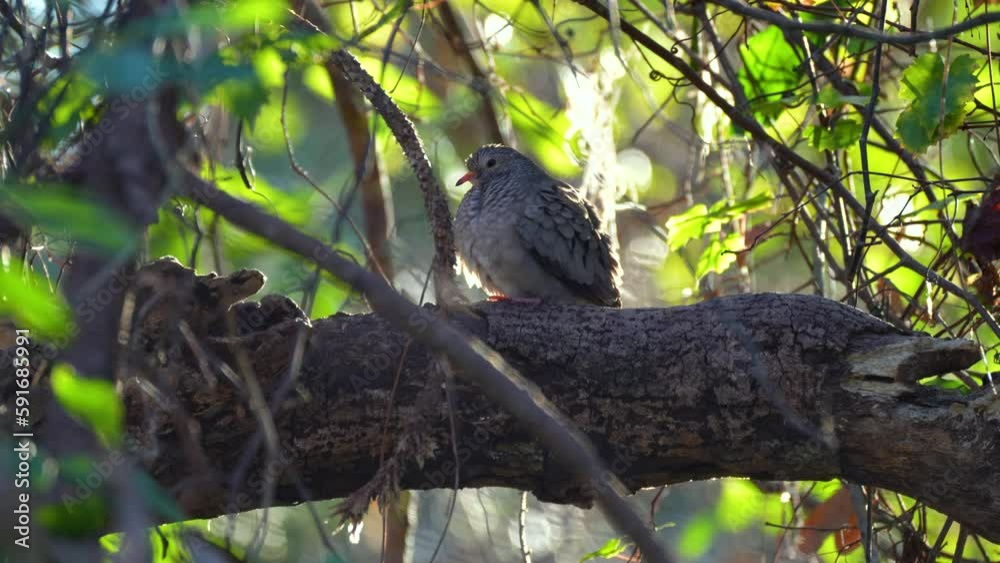 A common dove bird perched on a tree branch in summer Florida shrubs A common dove bird perched on a tree branch in summer Florida shrubs
