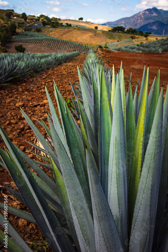 Agave plantation,one vanishing point perspective. 