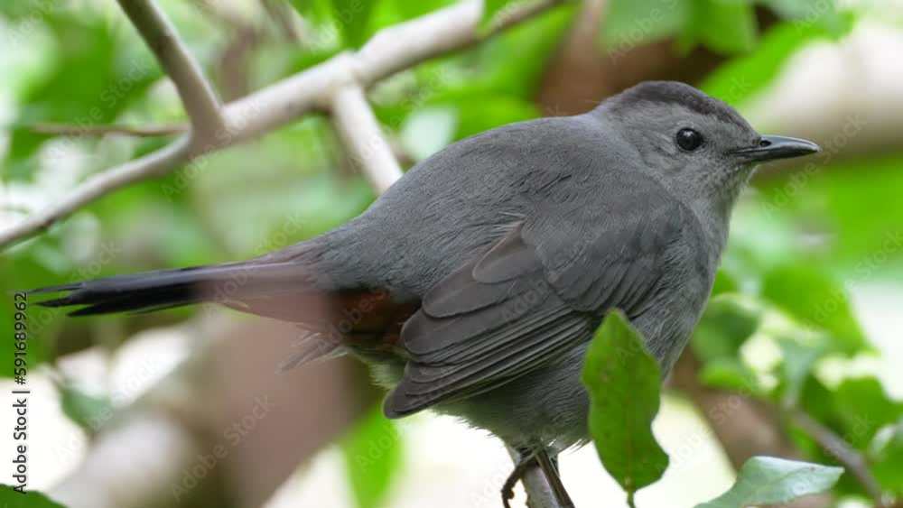 A Gray Catbird bird perched on a tree branch in summer Florida shrubs A Gray Catbird bird perched on a tree branch in summer Florida shrubs