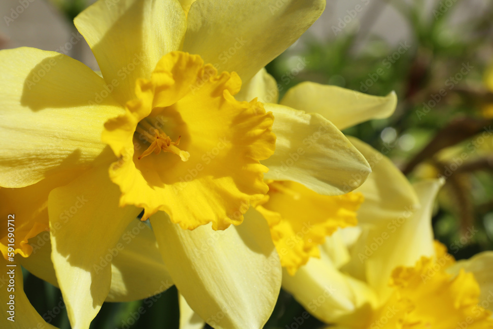 Beautiful yellow daffodil outdoors on spring day, closeup Beautiful yellow daffodil outdoors on spring day, closeup