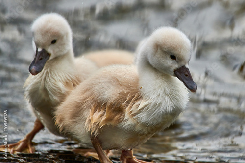 Cute young swan chicks with blurred background,Mute swan, Cygnus olor © DannyIacob