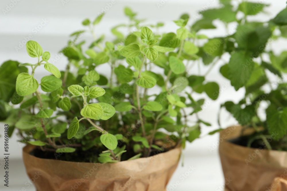 Aromatic potted oregano and melissa on windowsill indoors, closeup