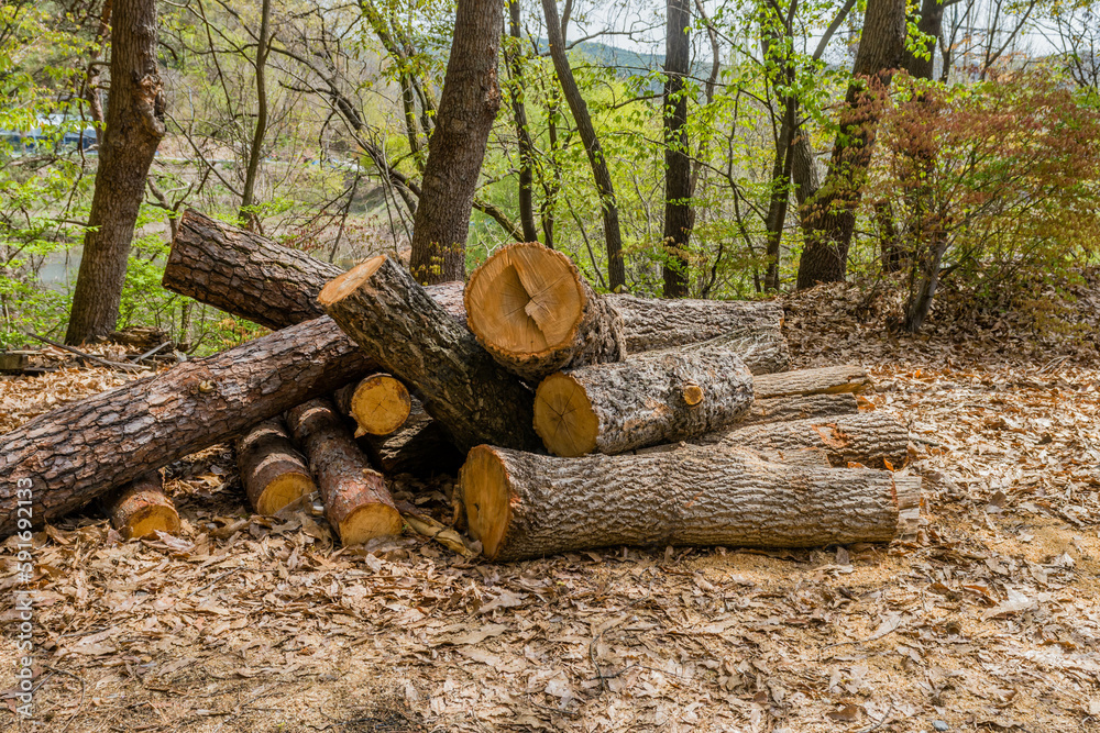 Cut logs laying on ground in rural countryside. Cut logs laying on ground in rural countryside.